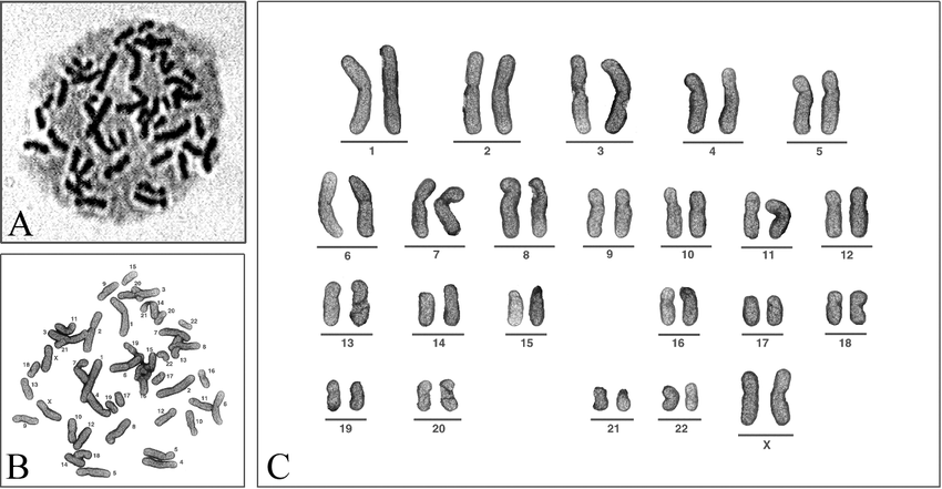 Islustración de cromosomas en el contexto de laboratorio genético
