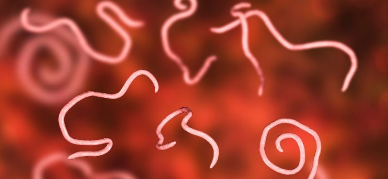 Imagen de parásitos, vista microscopio